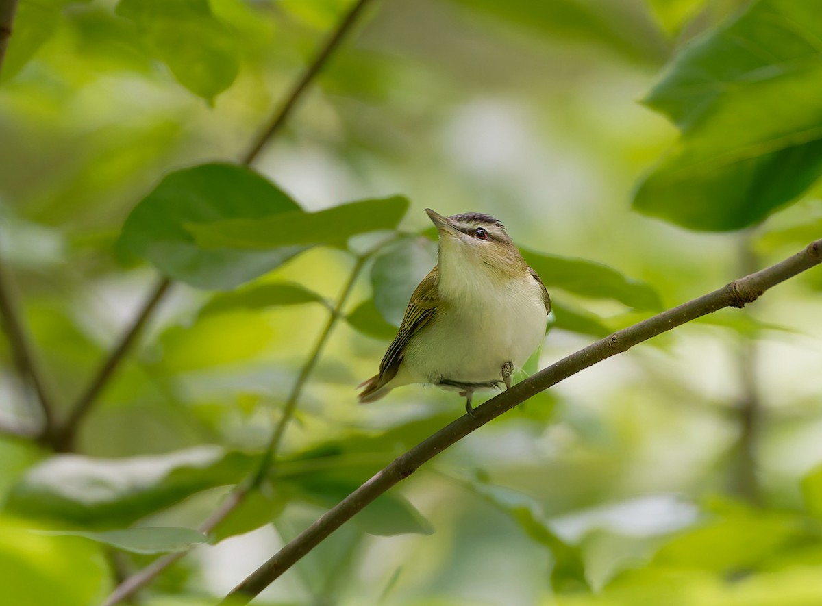 Red-eyed Vireo - ML641304379