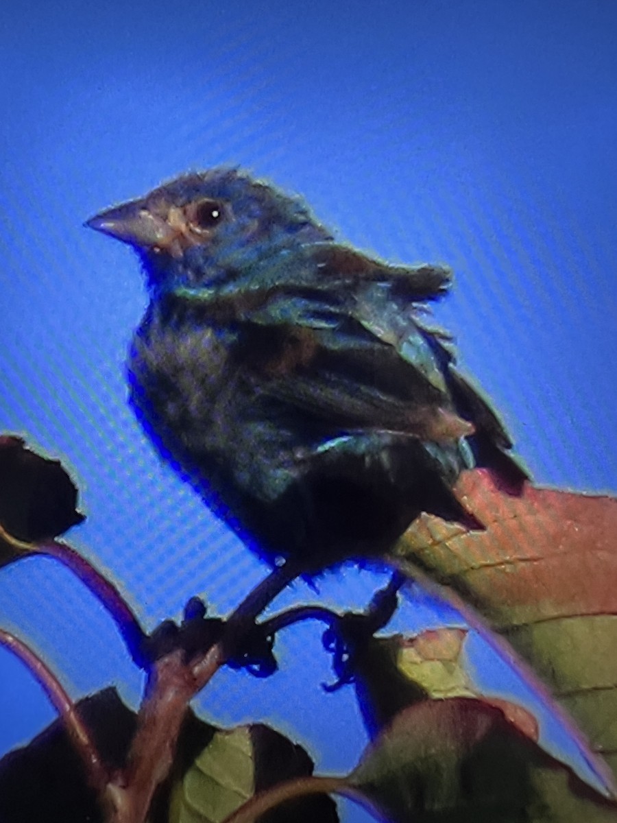 Indigo Bunting - ML641304391