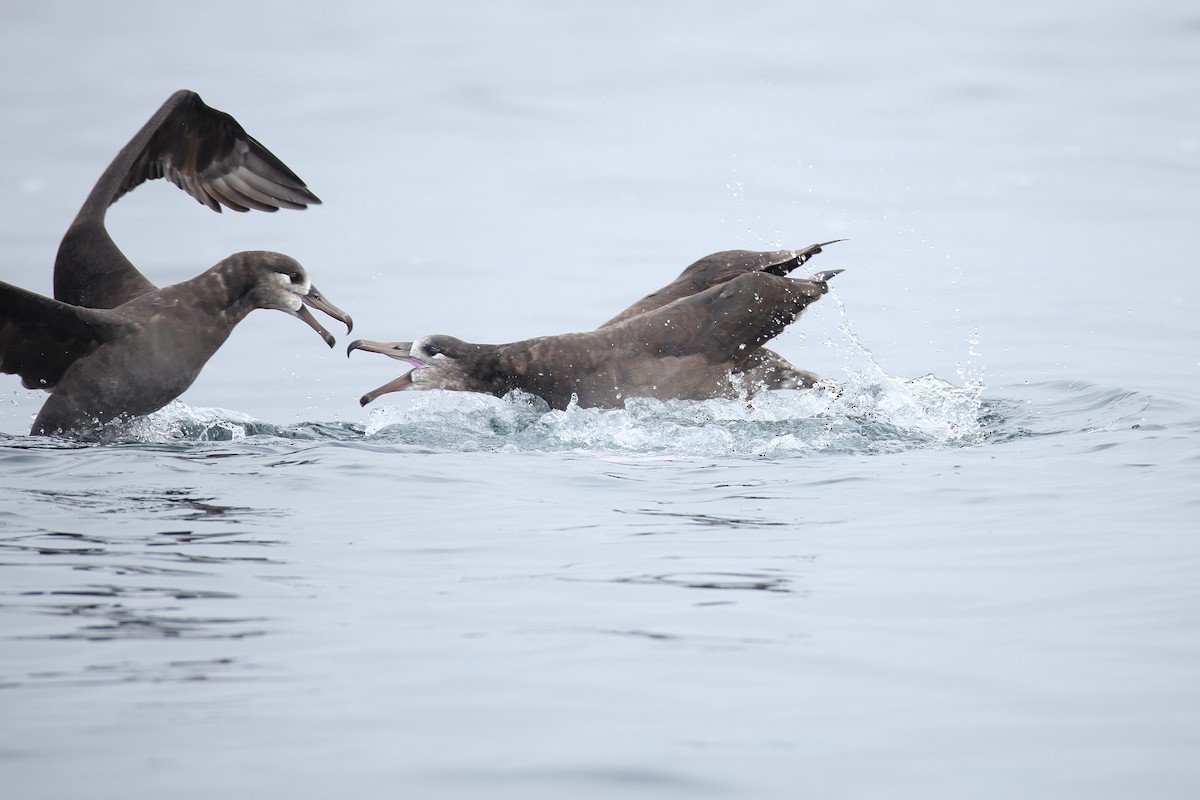 Albatros Patinegro - ML641304392