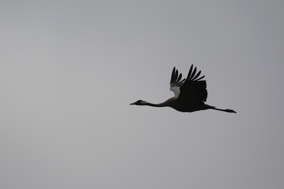 Common Crane - ML641304410