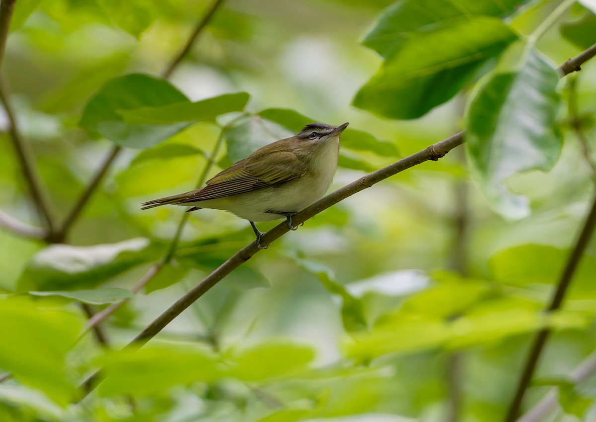 Red-eyed Vireo - ML641304419