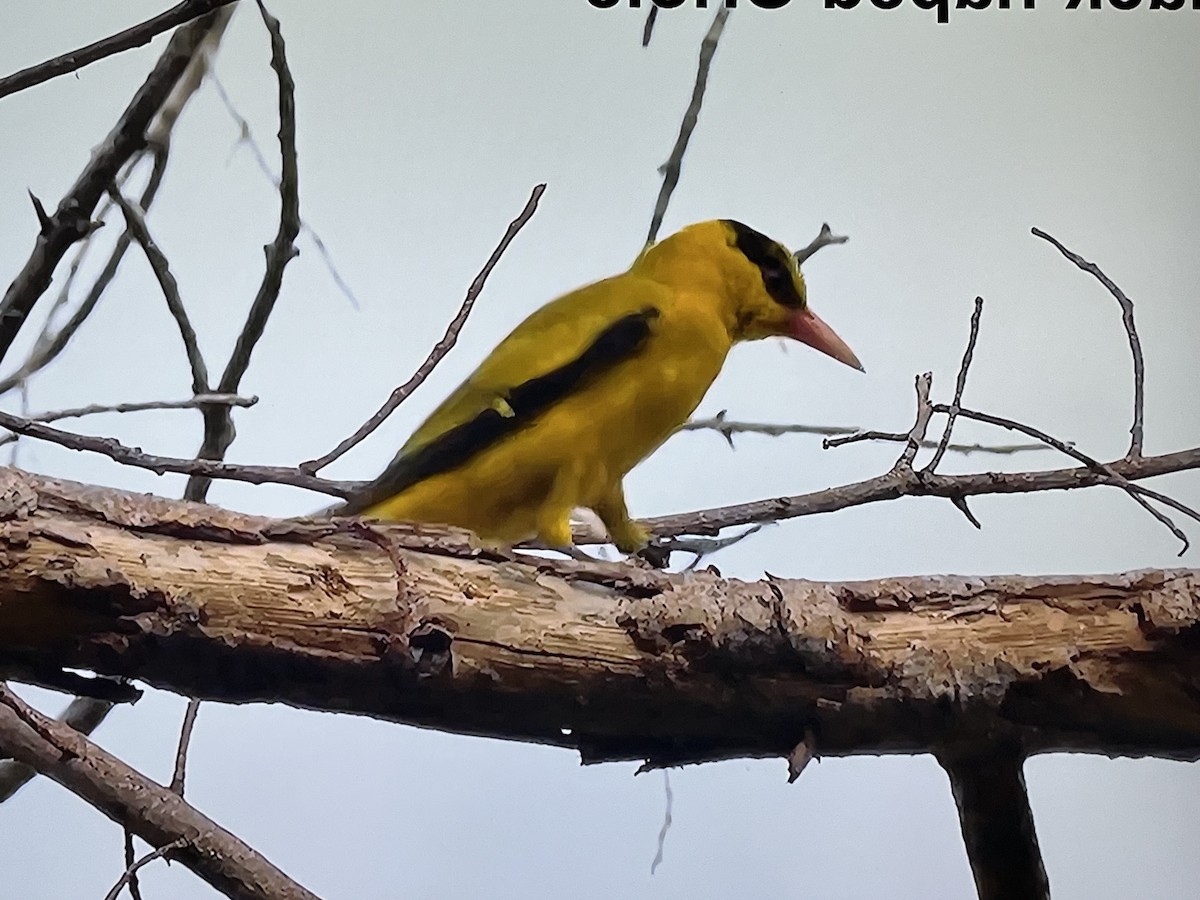 Black-naped Oriole (Sunda) - ML641304420