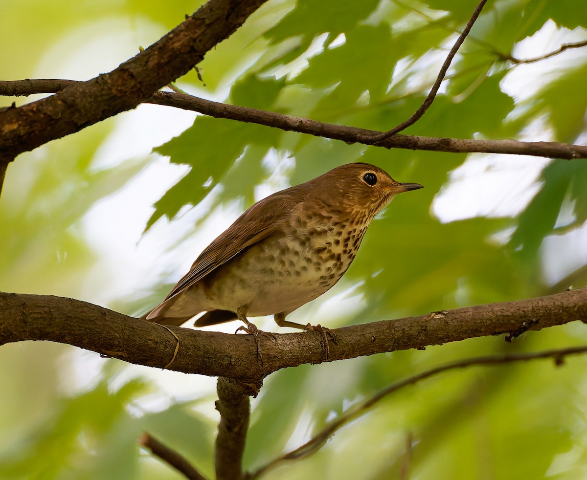 Swainson's Thrush - ML641304458