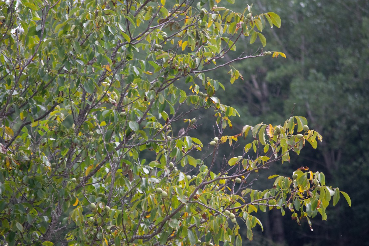 Spotted Flycatcher - ML641304470