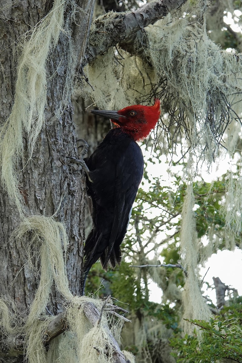 Magellanic Woodpecker - ML641304477