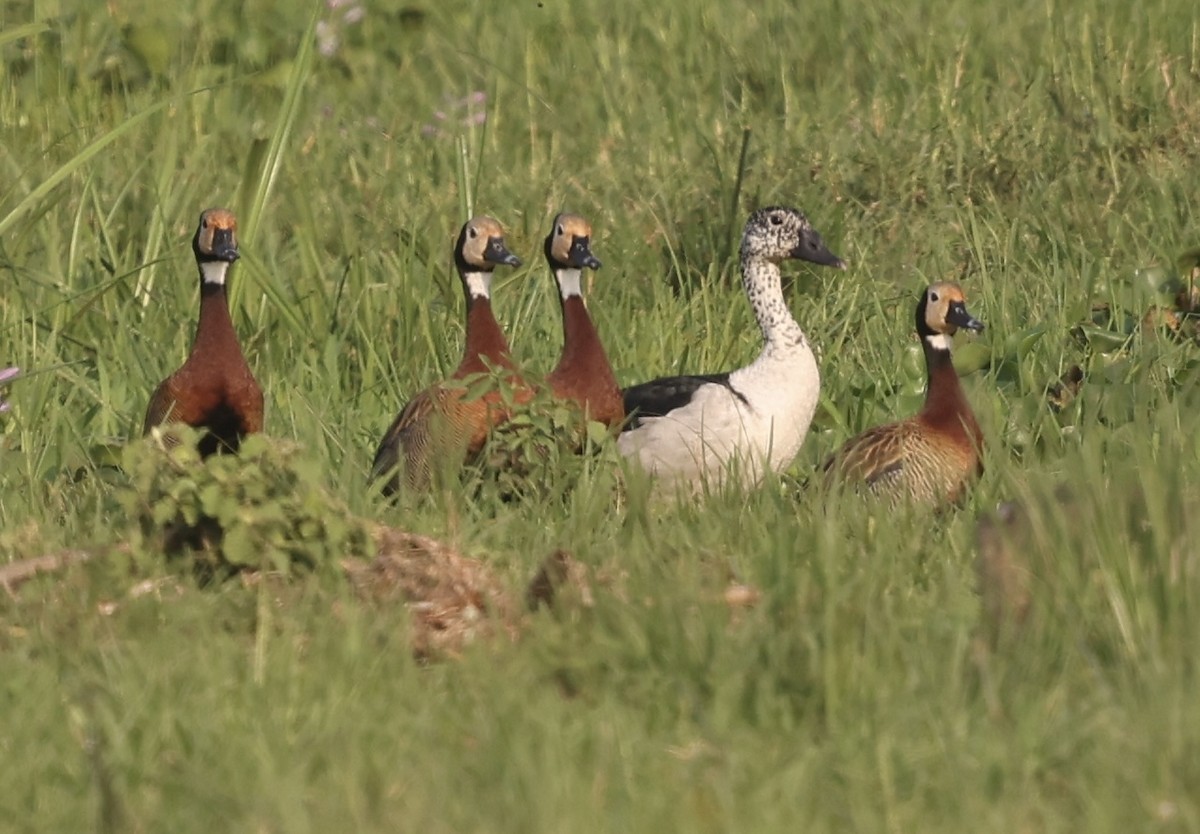 Knob-billed Duck - ML641304497