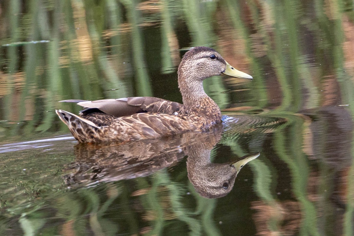 Mallard x Mexican Duck (hybrid) - ML641304500