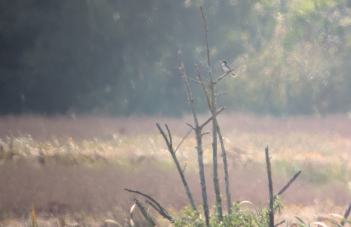 Eastern Kingbird - ML641304553