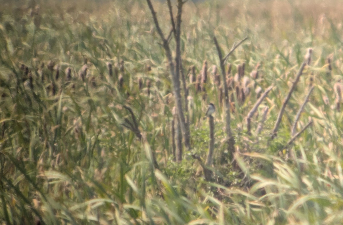 Eastern Kingbird - ML641304554
