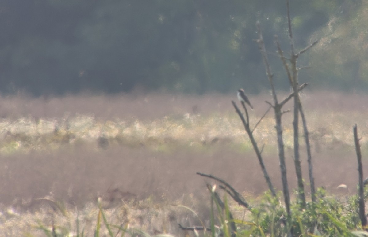 Eastern Kingbird - ML641304555