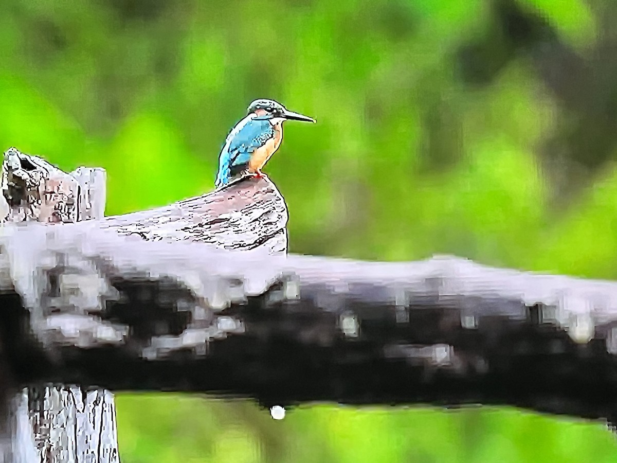 Common Kingfisher (Common) - ML641304556