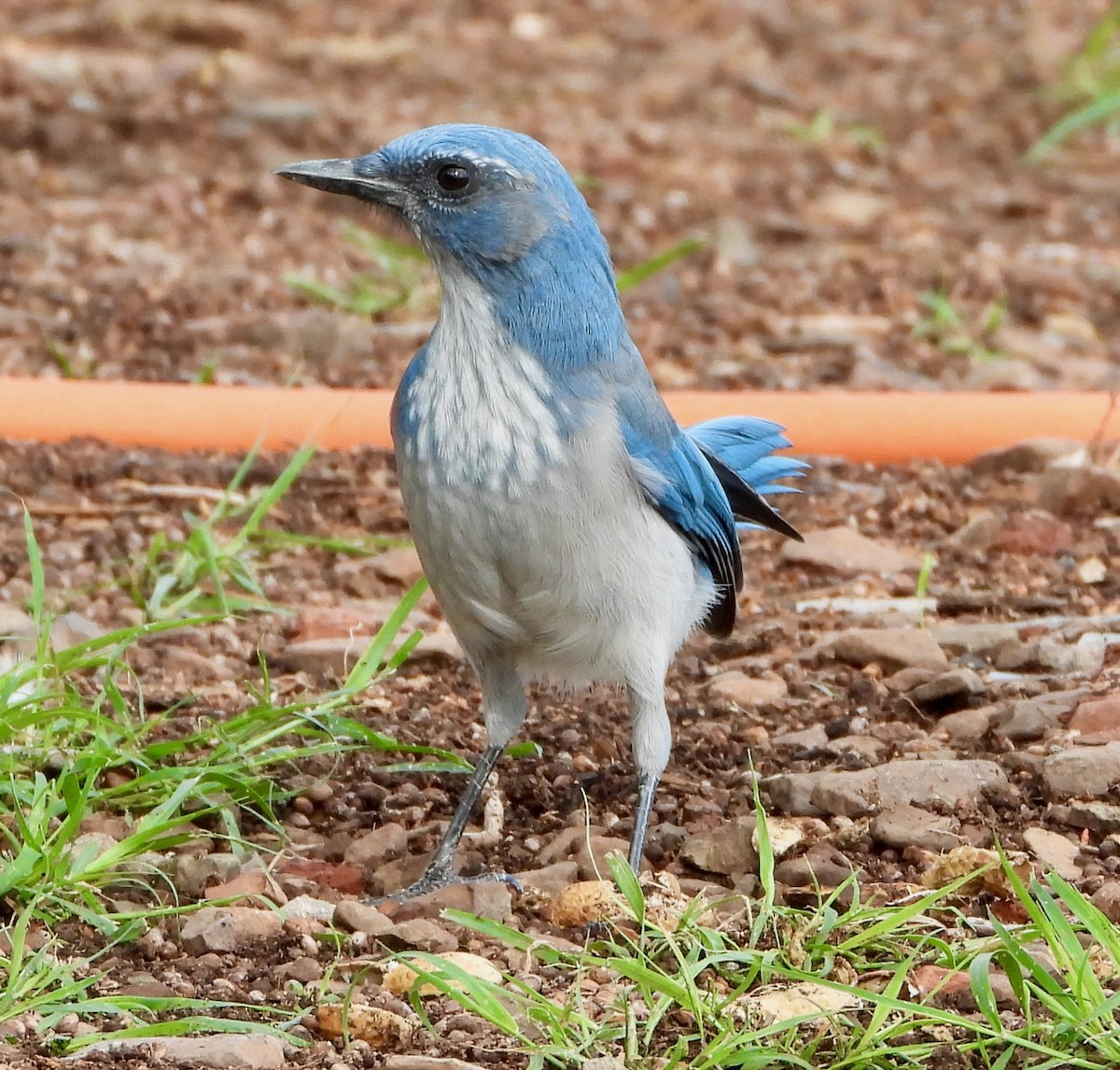 Woodhouse's Scrub-Jay - ML641304568