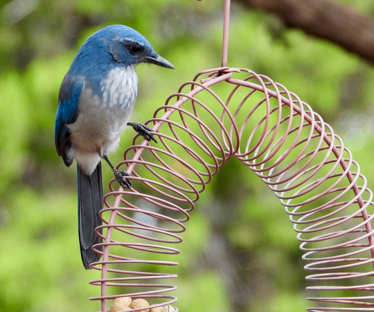 Woodhouse's Scrub-Jay - ML641304570
