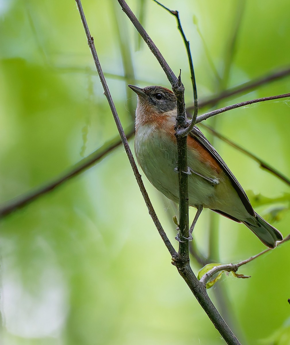Bay-breasted Warbler - ML641304572