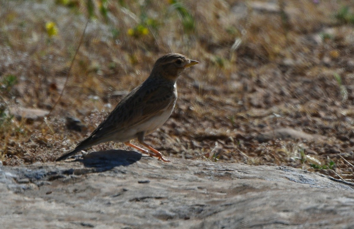 Mediterranean Short-toed Lark - ML641304586