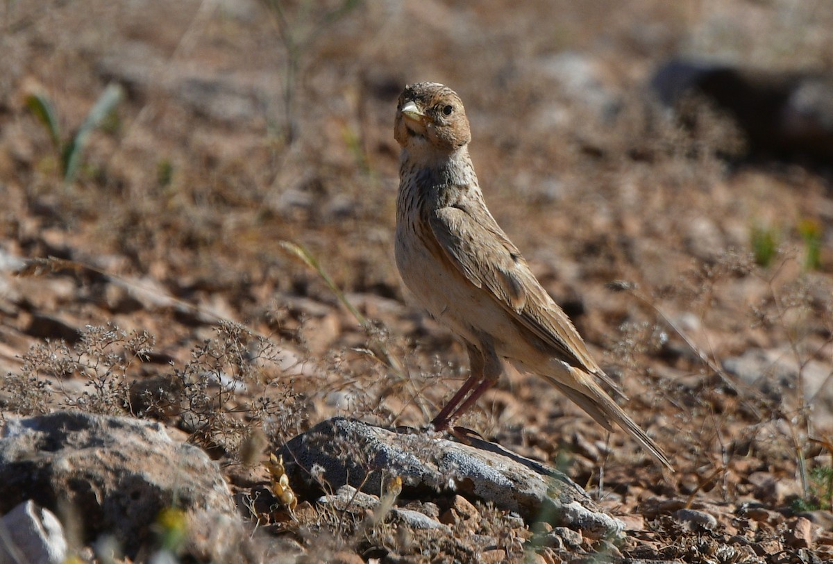 Mediterranean Short-toed Lark - ML641304587