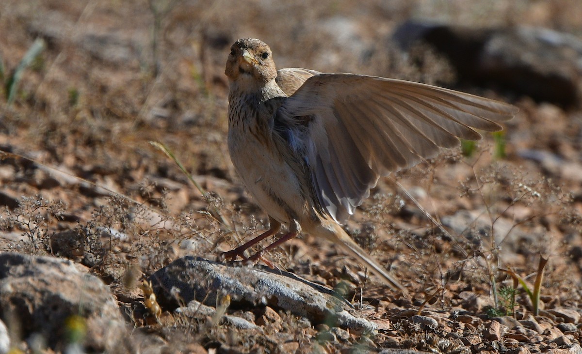 Mediterranean Short-toed Lark - ML641304588