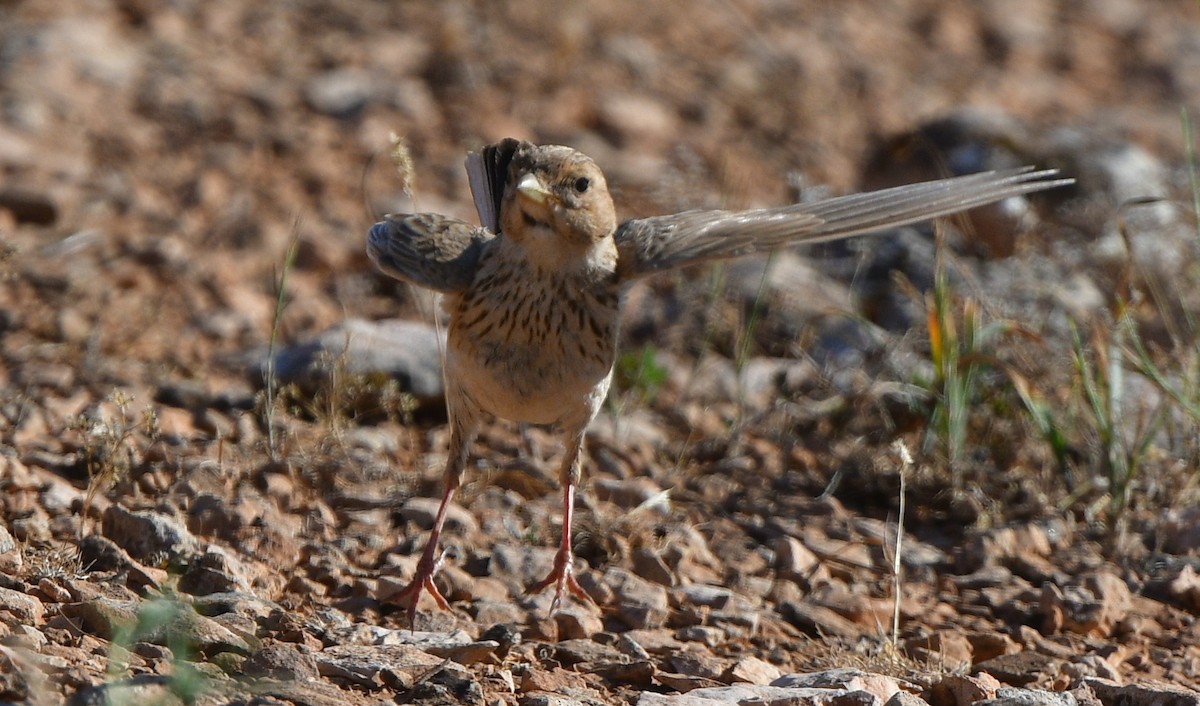 Mediterranean Short-toed Lark - ML641304589