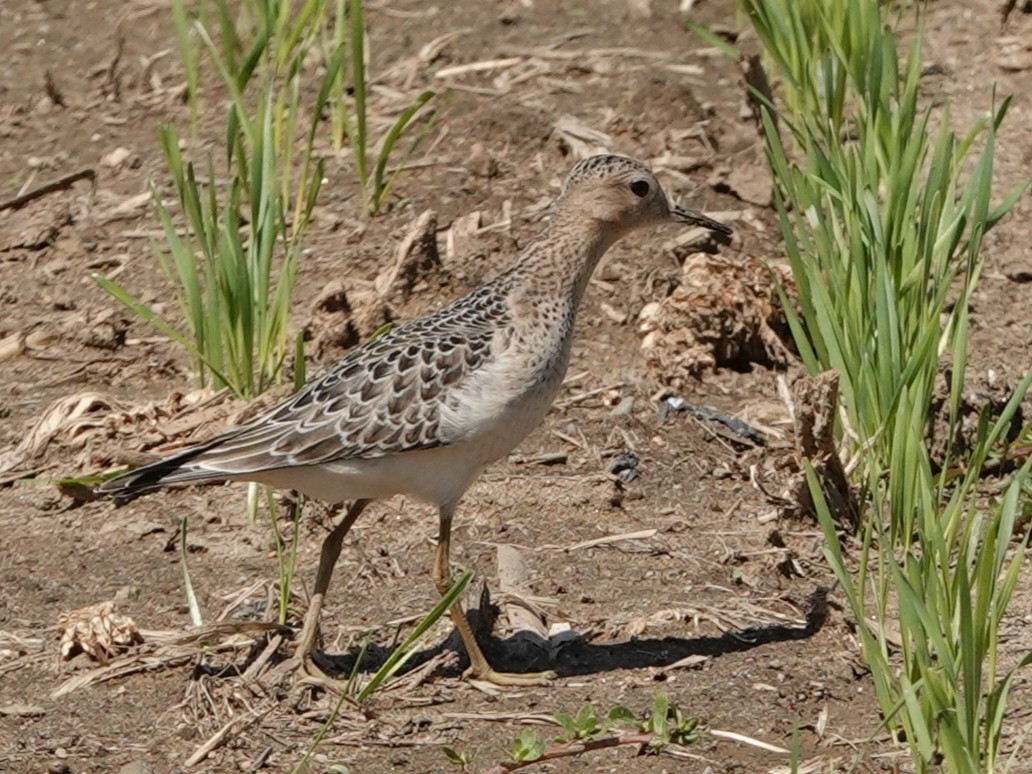 Bécasseau roussâtre - ML641304595