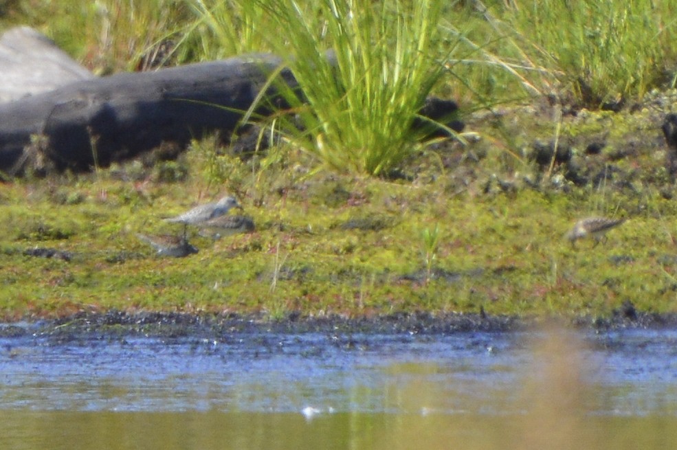 Calidris sp. (petit bécasseau sp.) - ML641304617