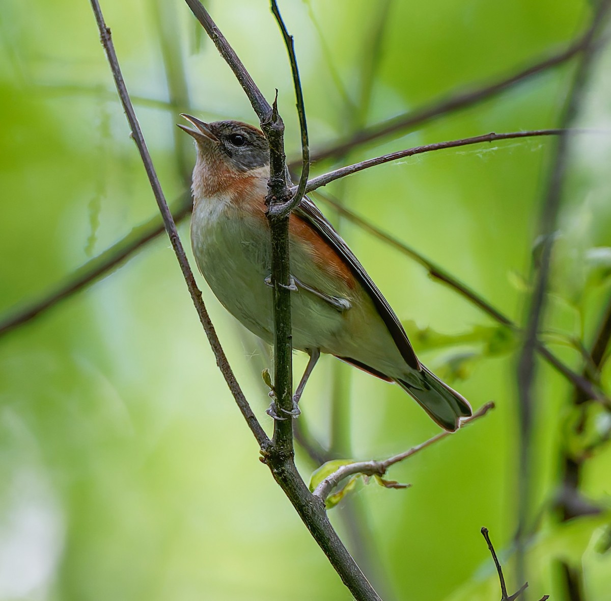 Bay-breasted Warbler - ML641304626