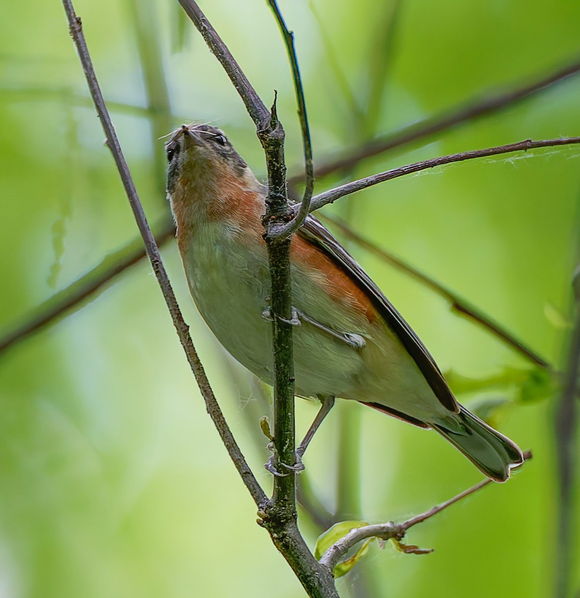 Bay-breasted Warbler - ML641304632