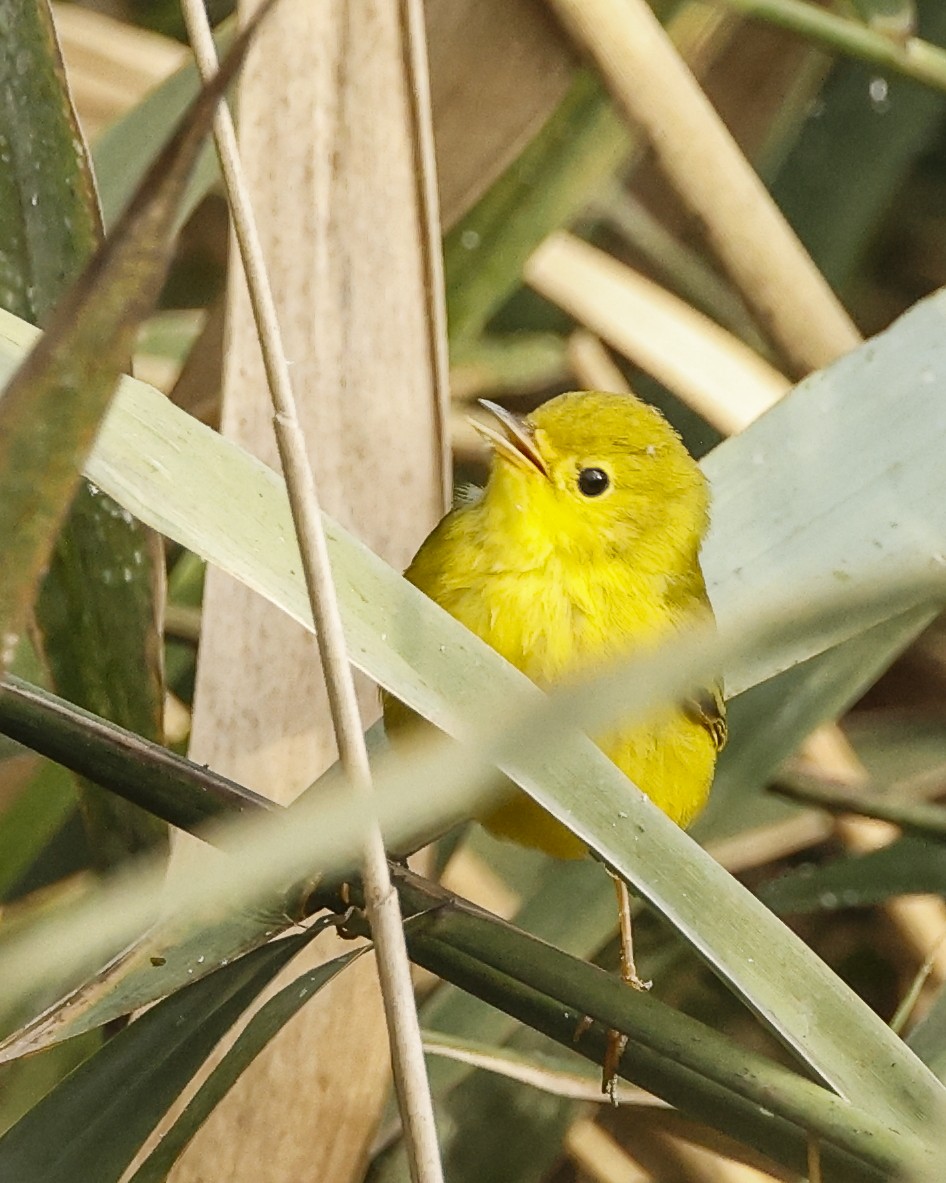 Yellow Warbler - ML641304638