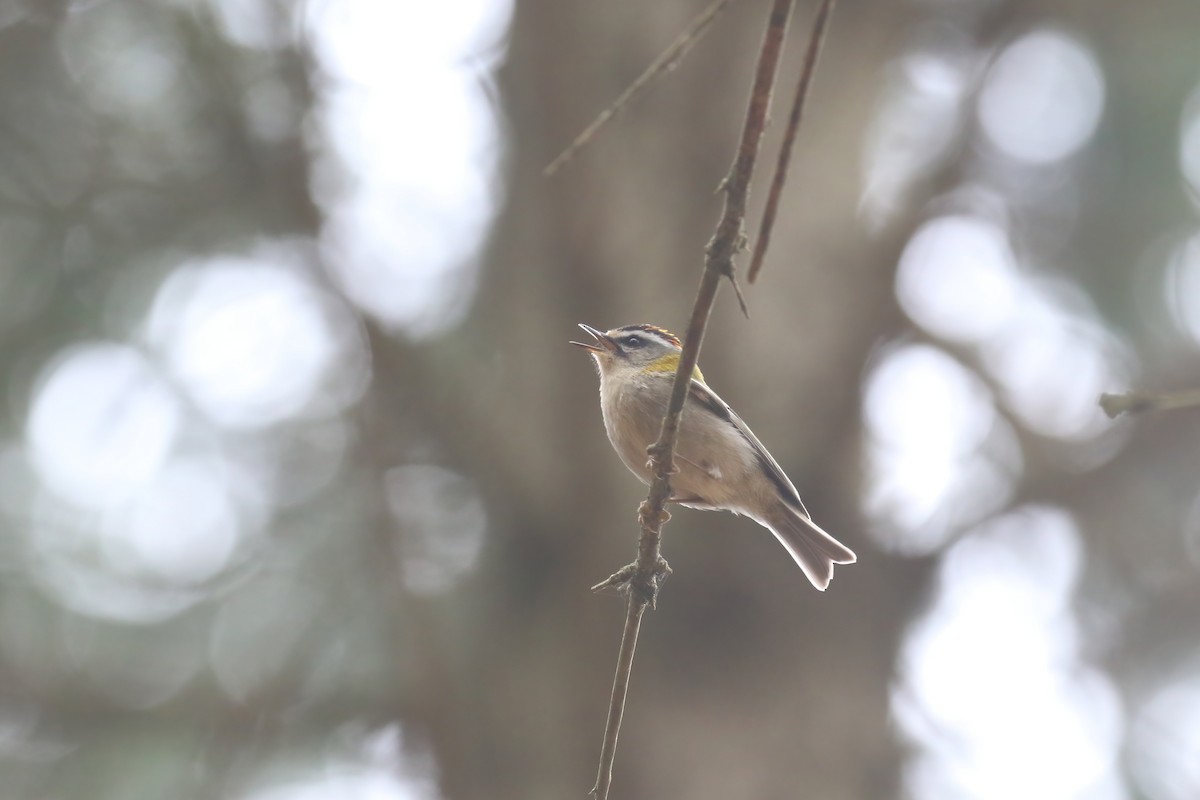 Common Firecrest - ML641304651