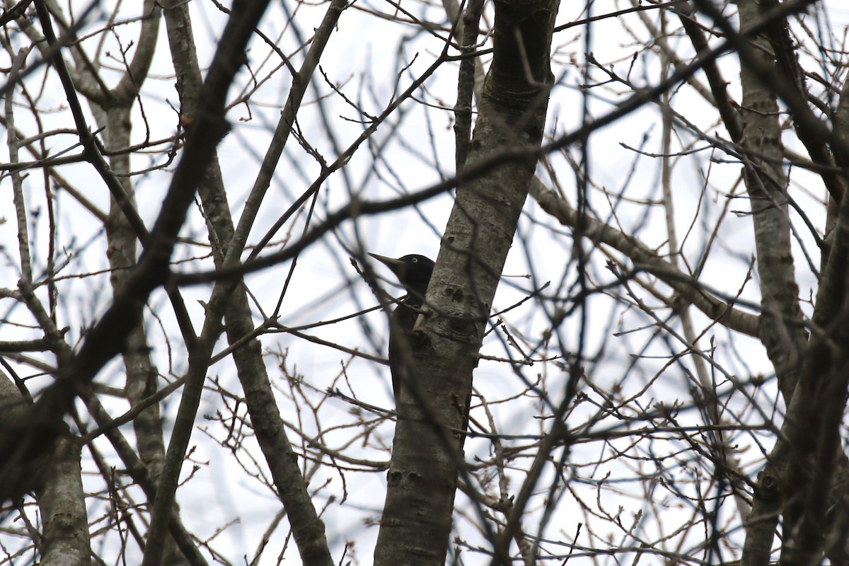 Black Woodpecker - ML641304721