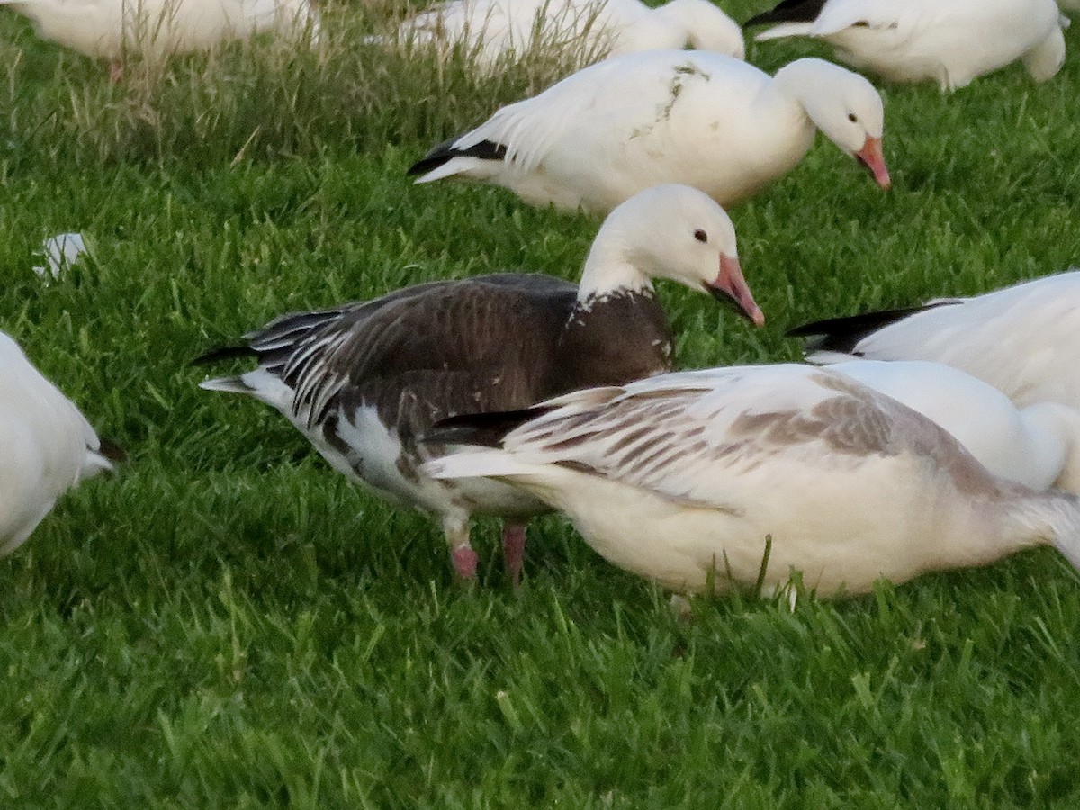 Snow Goose - ML641304747