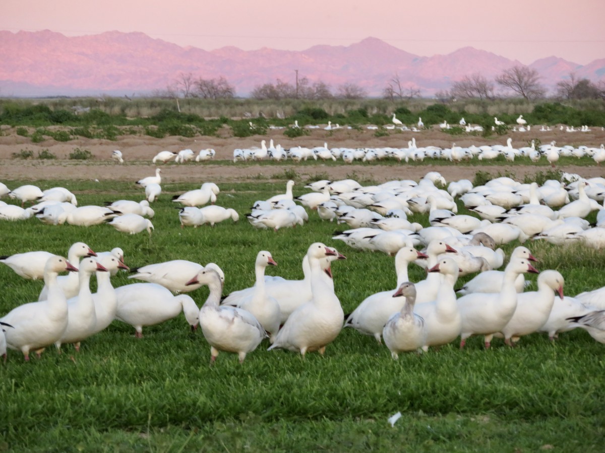 Snow Goose - ML641304748