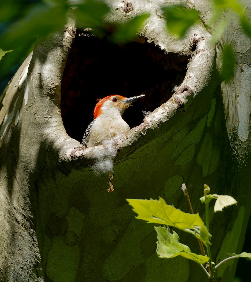 Red-bellied Woodpecker - ML641304755
