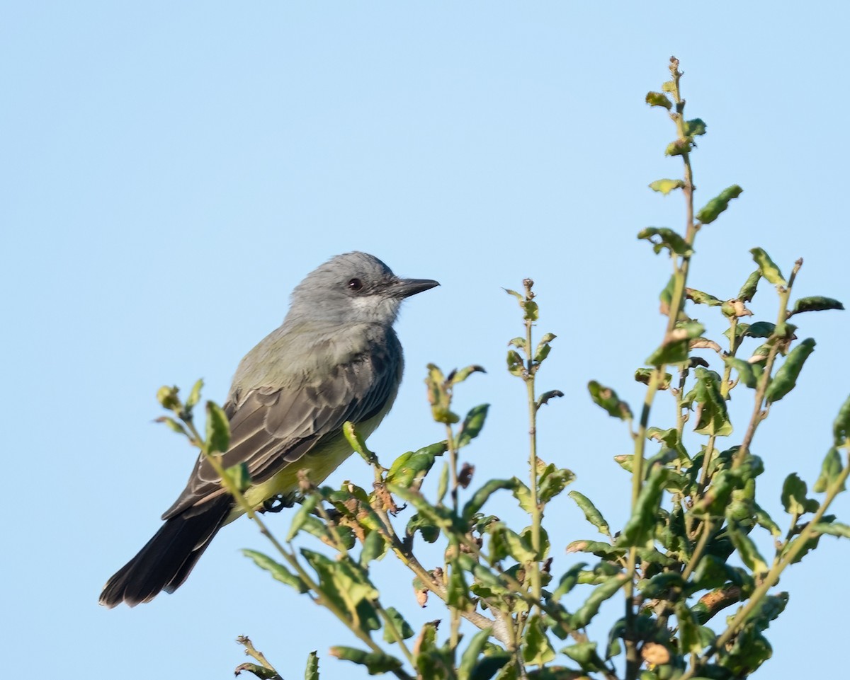 Cassin's Kingbird - ML641304767