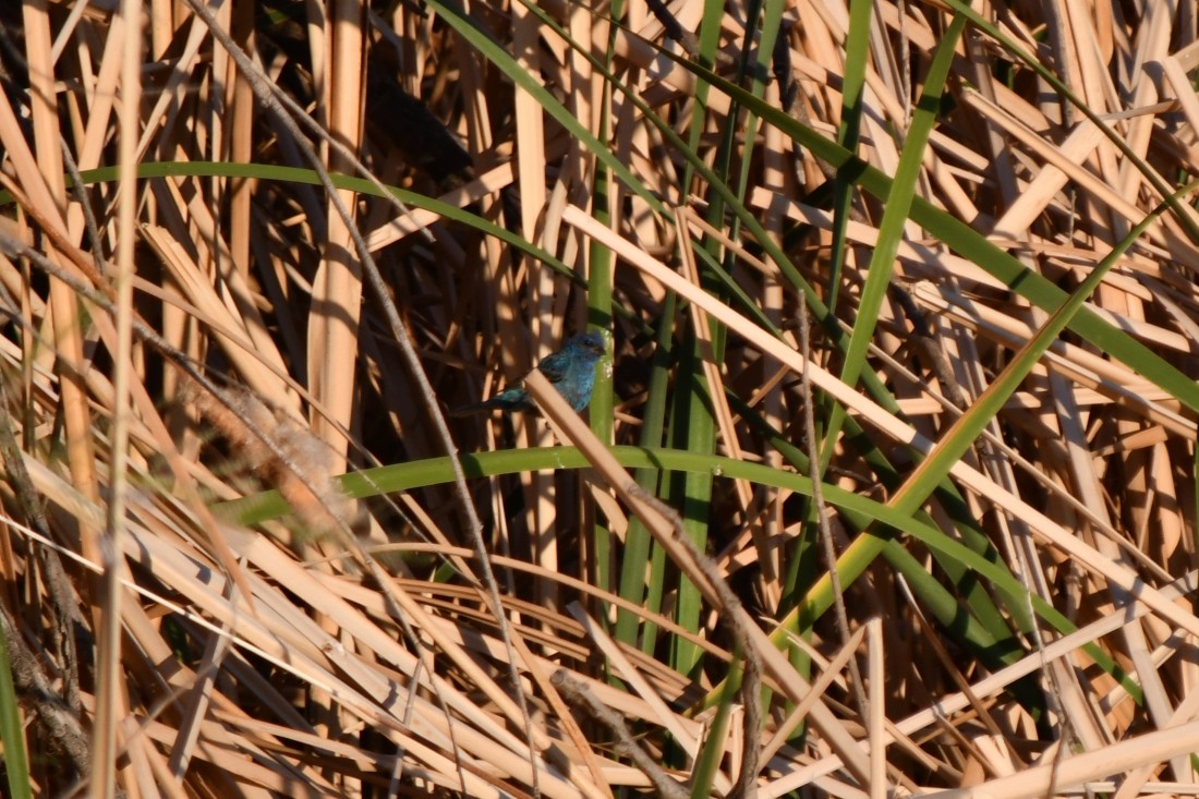 Indigo Bunting - ML641304774