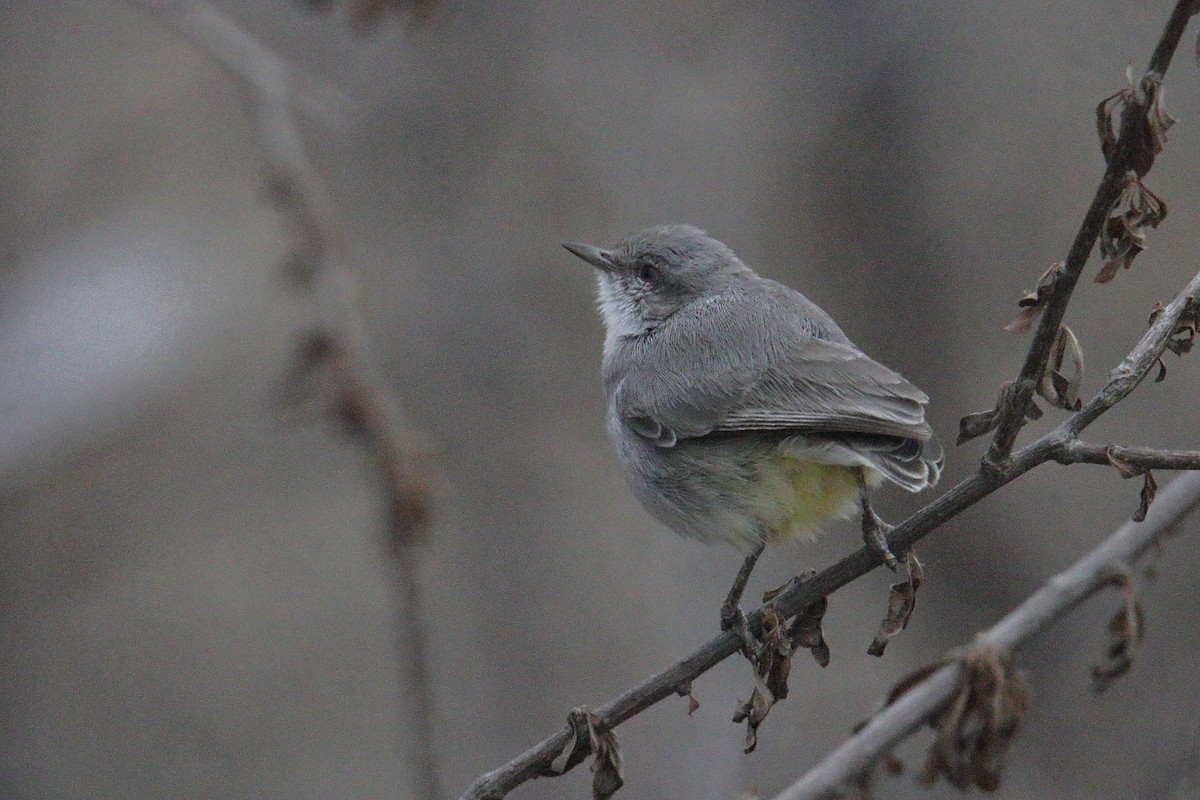 Yellow-vented Eremomela - ML641304803