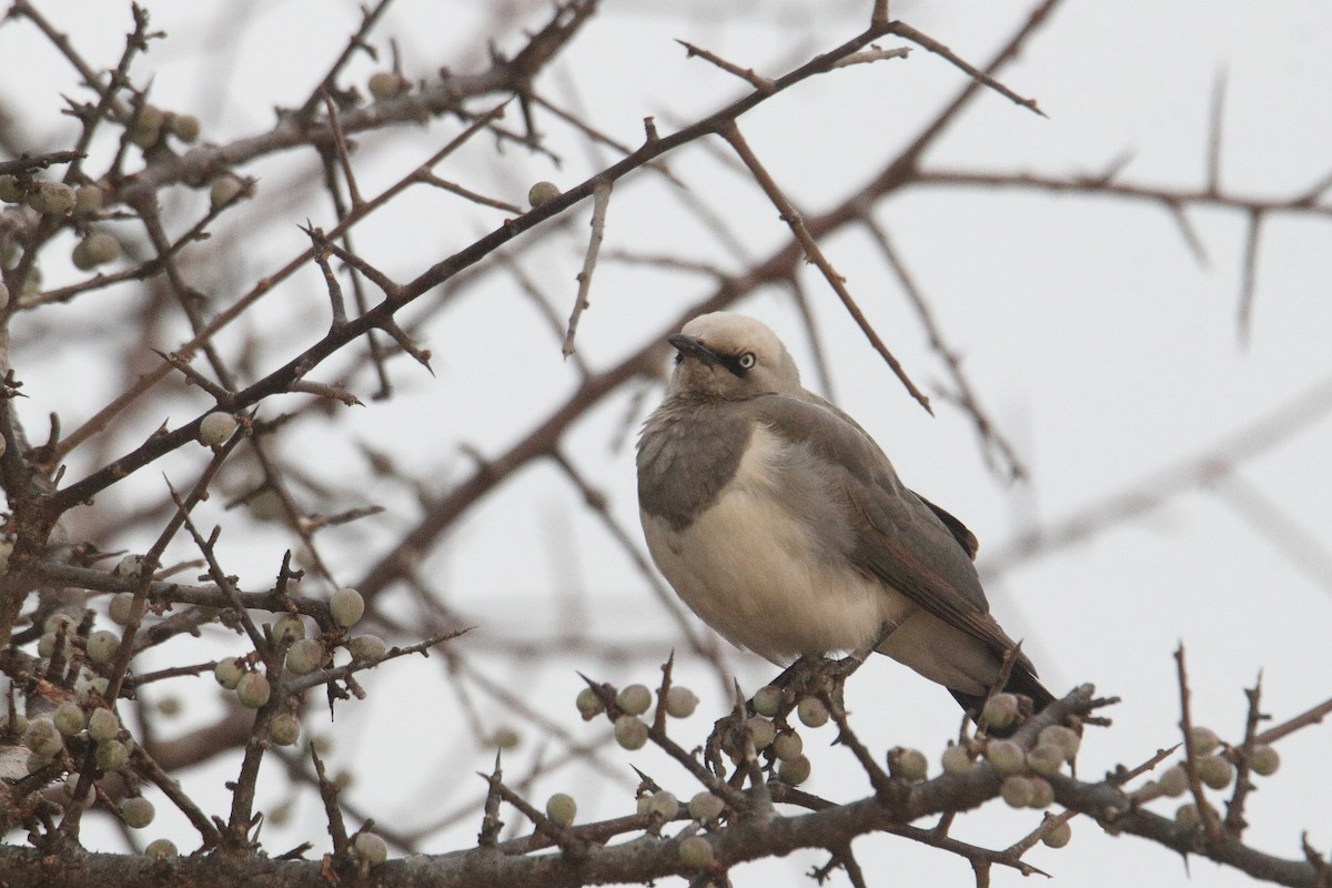 Fischer's Starling - ML641304827