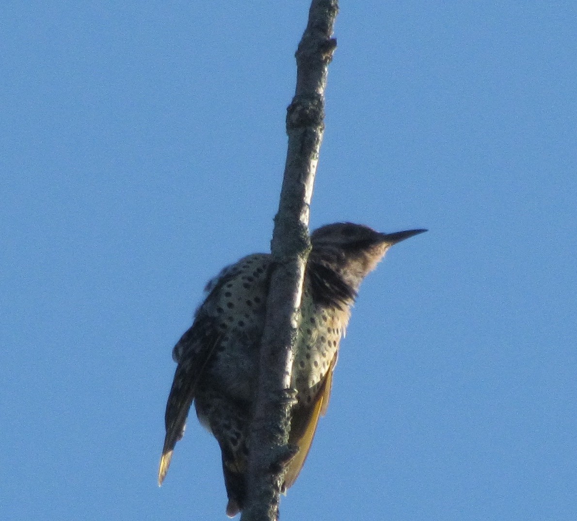 Northern Flicker - ML641304833