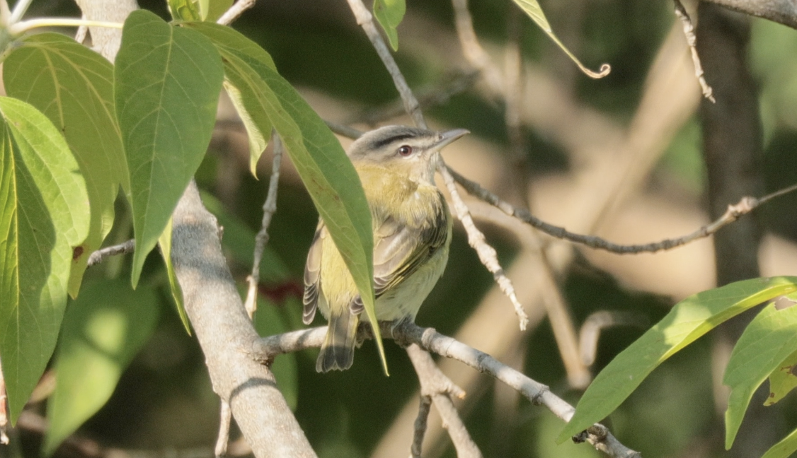 Red-eyed Vireo - ML641304834