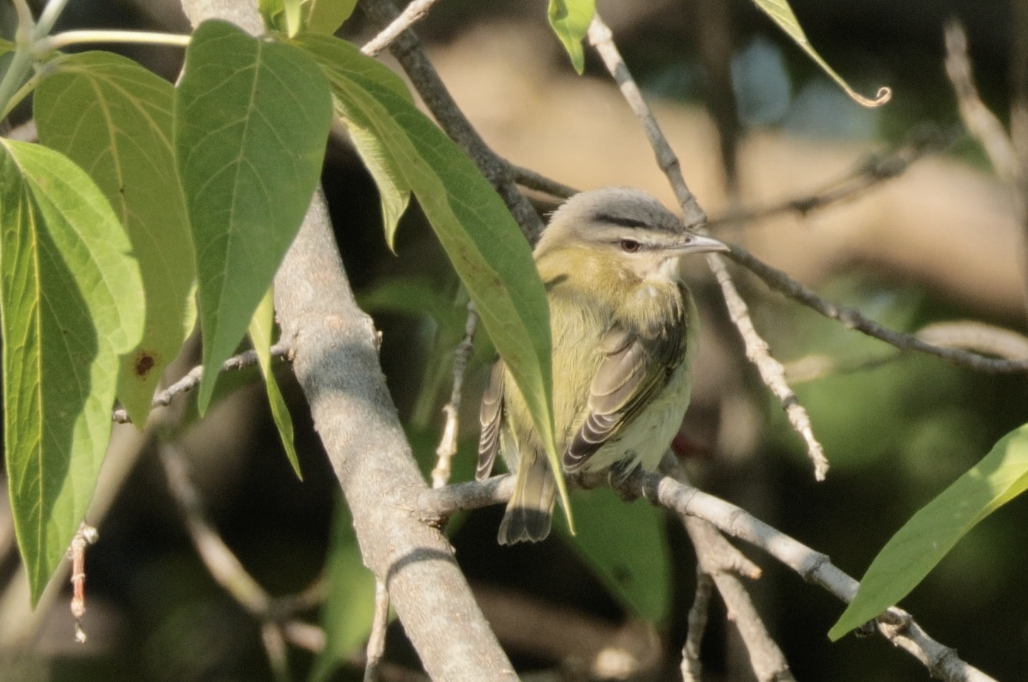 Red-eyed Vireo - ML641304835