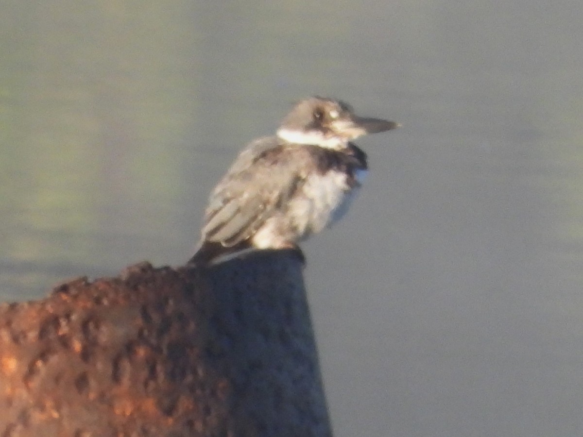 Belted Kingfisher - ML641304836