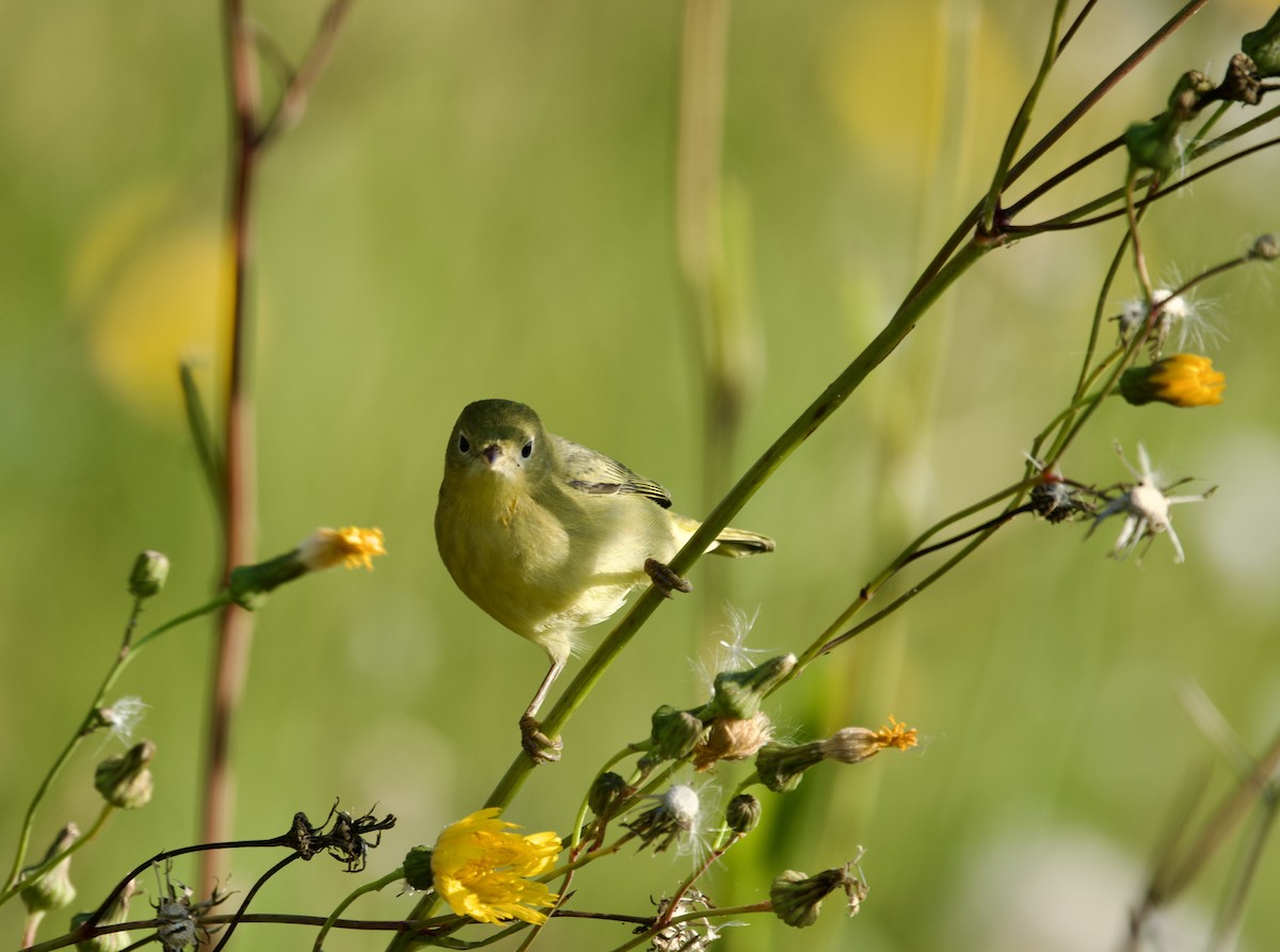 Yellow Warbler - ML641304838