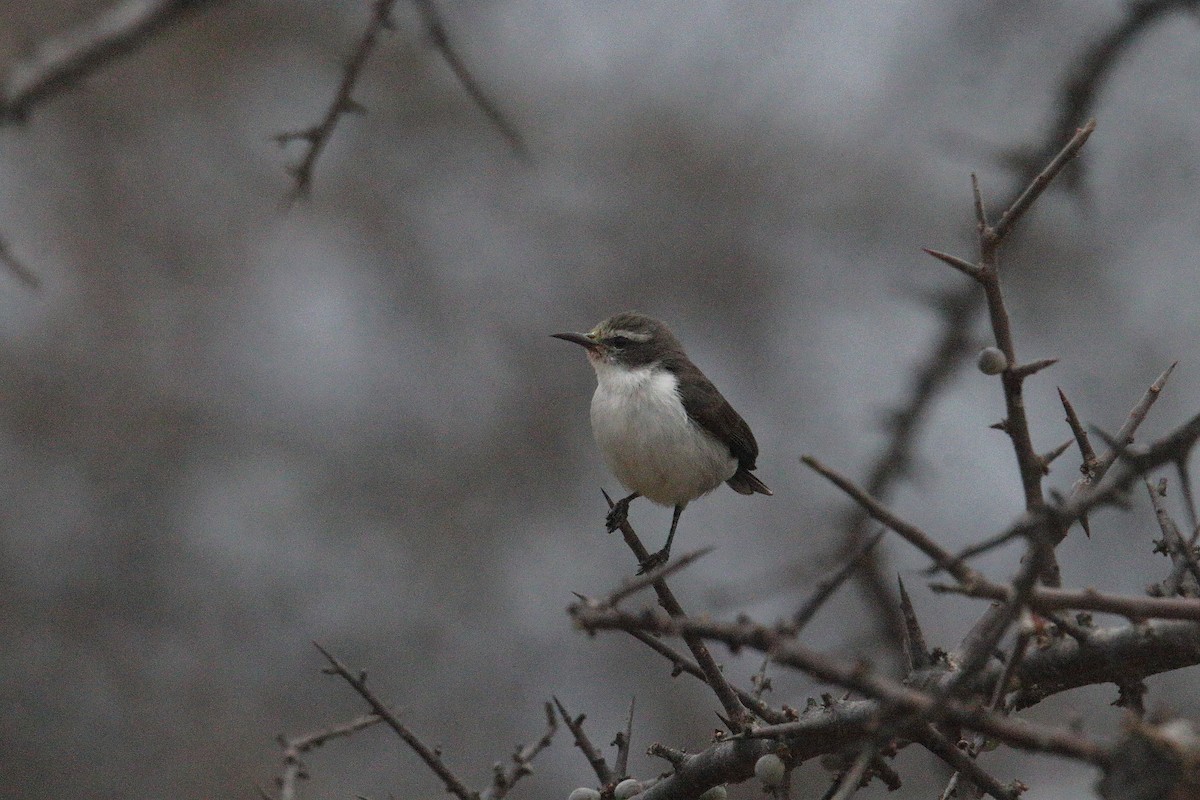 Eastern Violet-backed Sunbird - ML641304839