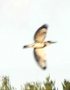 Belted Kingfisher - ML641304840