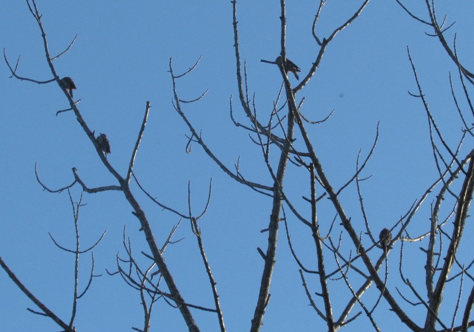 Northern Flicker - ML641304841