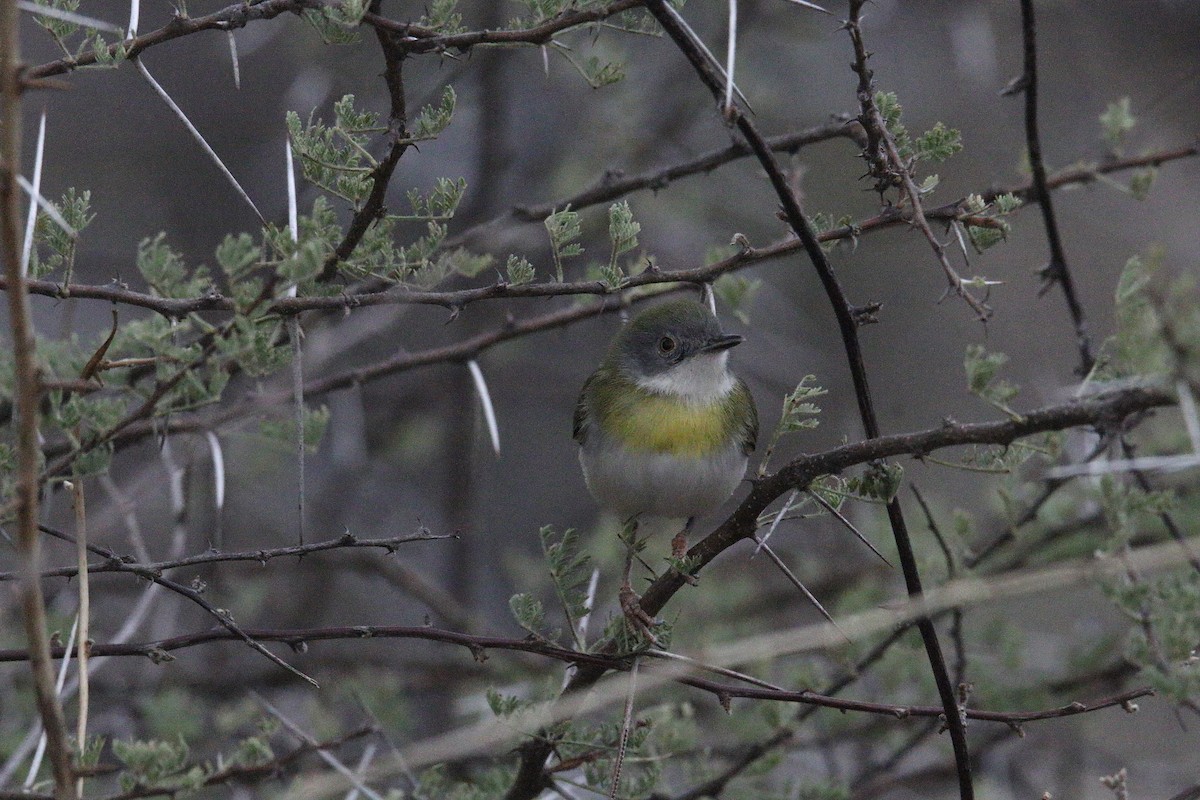 Yellow-breasted Apalis (Brown-tailed) - ML641304842