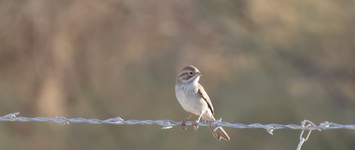 Brewer's Sparrow - ML641304843