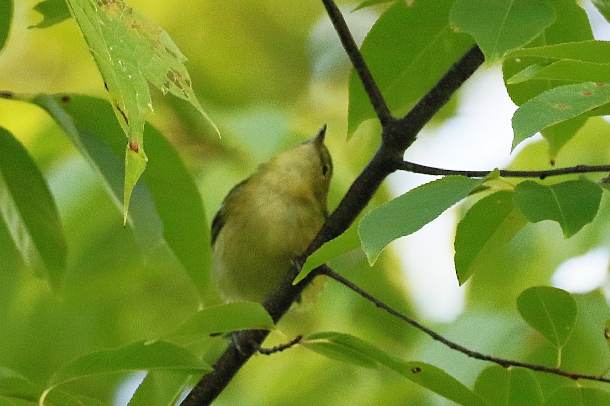 Bay-breasted Warbler - ML641304844
