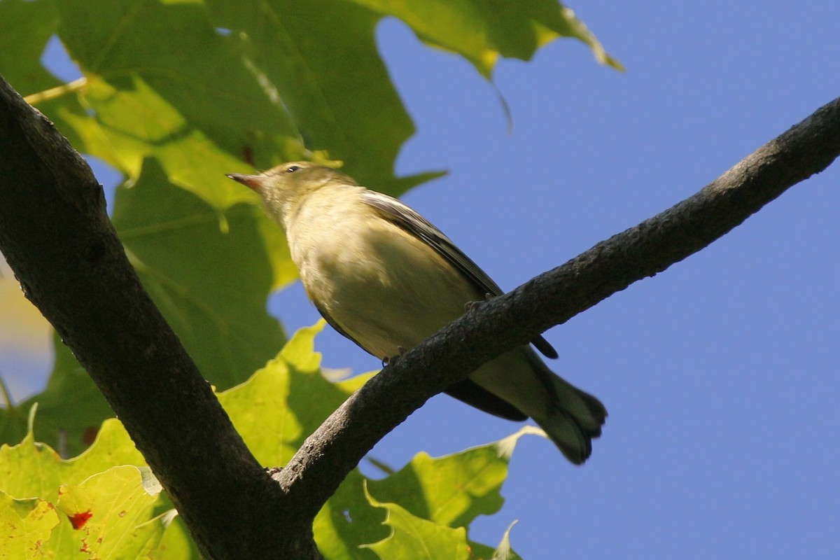Bay-breasted Warbler - ML641304845