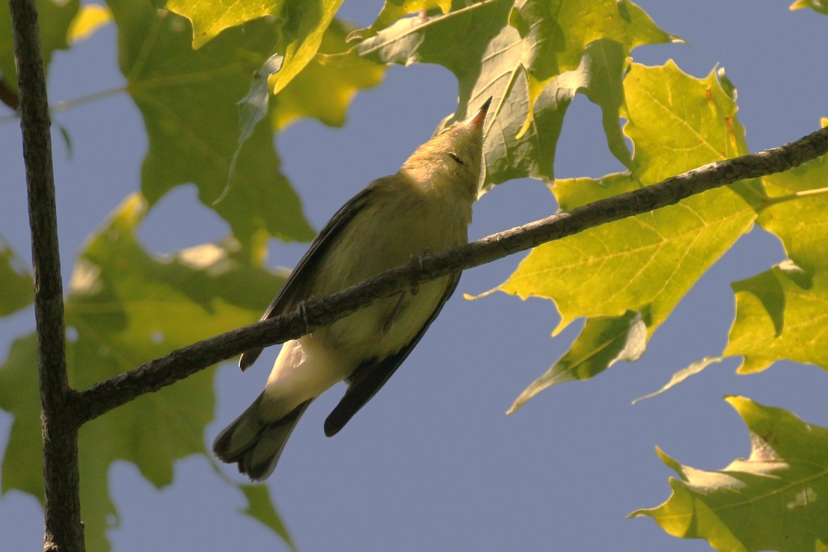 Bay-breasted Warbler - ML641304846