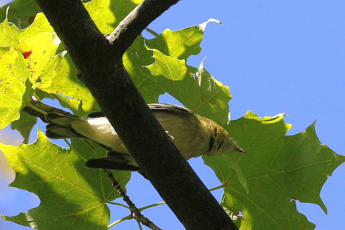 Bay-breasted Warbler - ML641304847